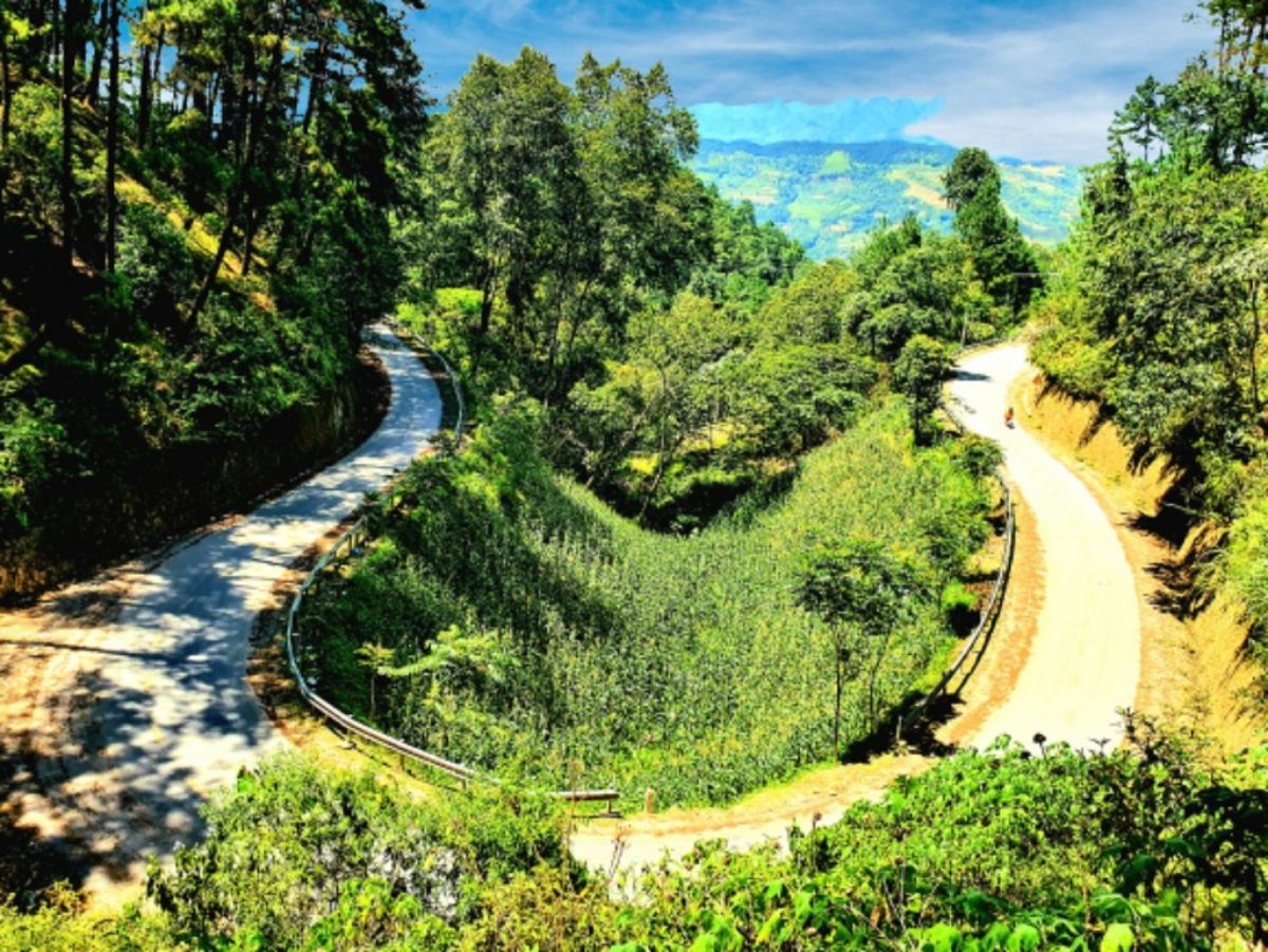 Rừng Thông Yên Minh