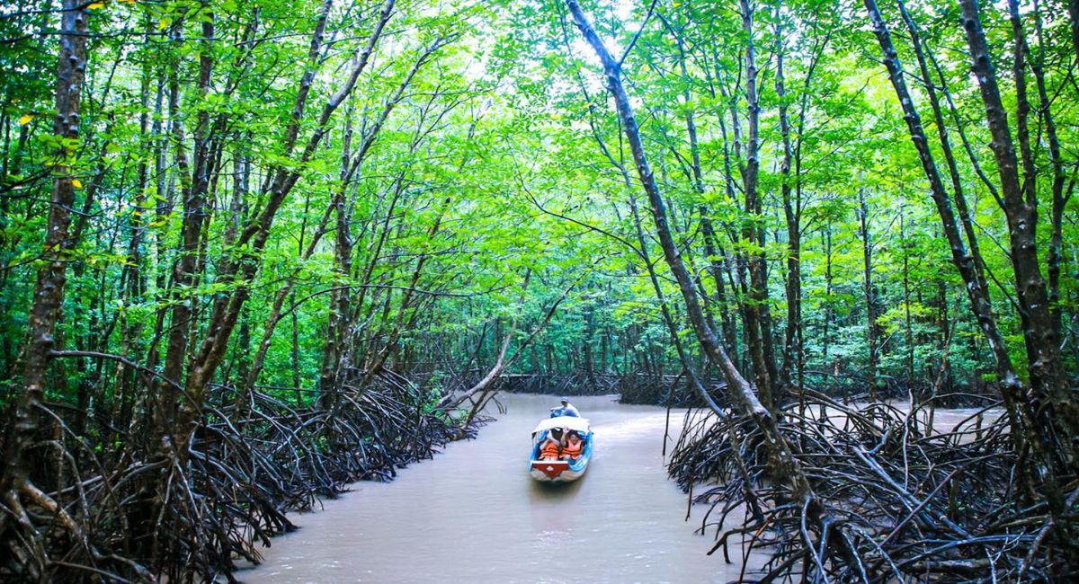 Rừng đước Năm Căn