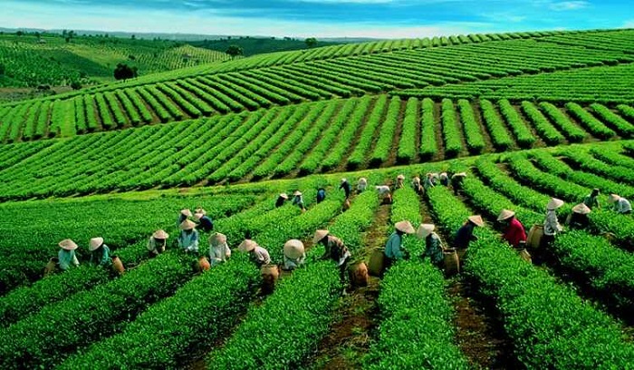 Đồi chè Tân Uyên