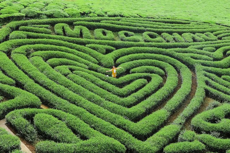 Đồi chè Mộc Châu