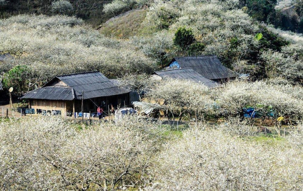 Thung lũng mận Nà Ka