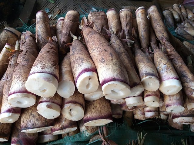 Măng rừng Sơn La