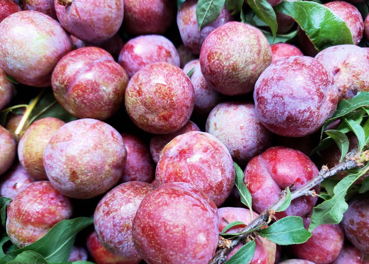 Mận hậu Mộc Châu