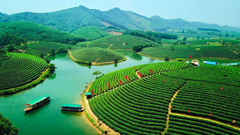 Đồi chè Thanh Chương