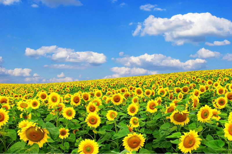 Cánh đồng hoa hướng dương