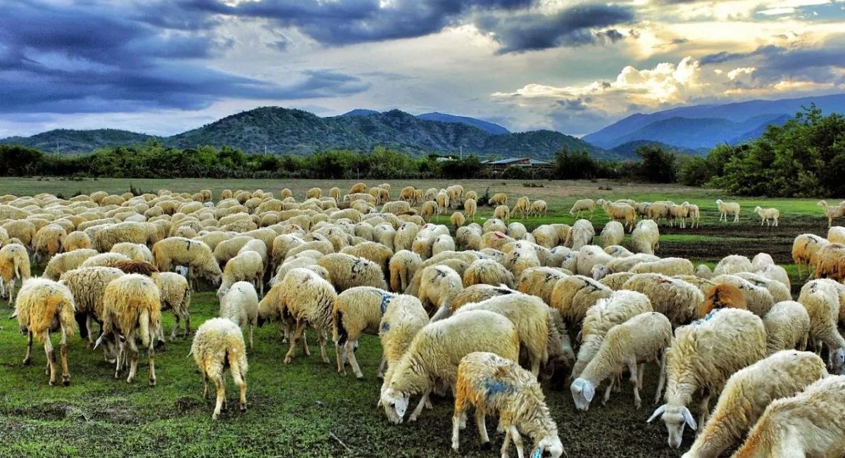 Trại cừu Yên Thành